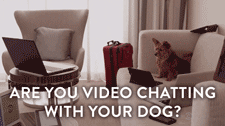 Ein Hund der Video Chatten